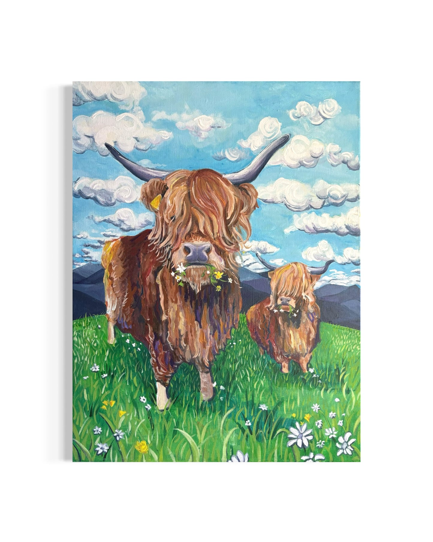 highland cows